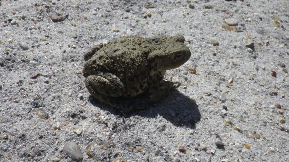 2020-08-20 08 Sandlings 5 - Rendlesham Forest.jpg